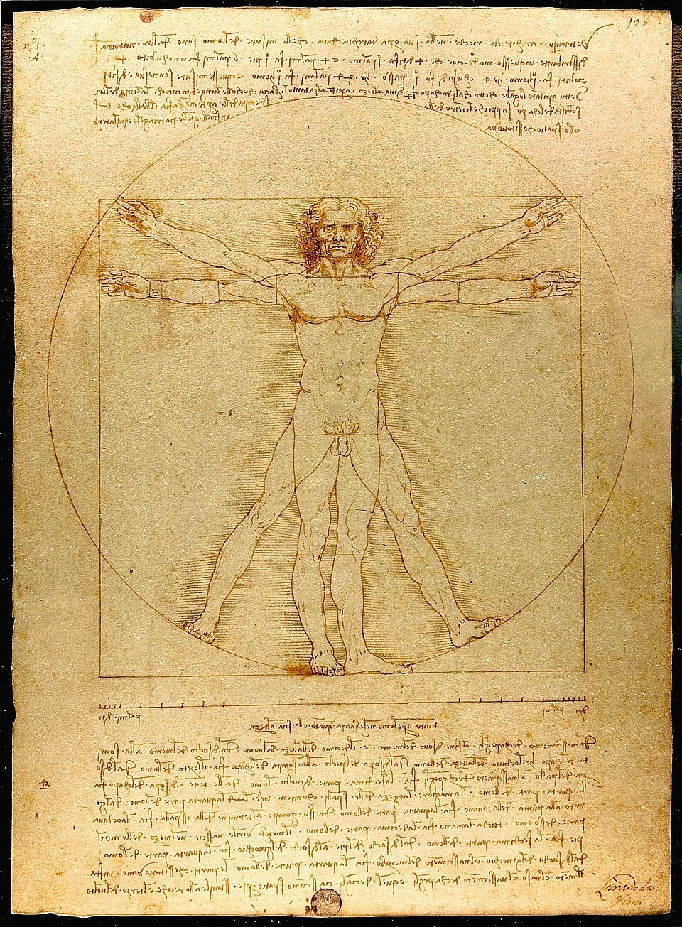 Vitruvian Man – 3D Sculpture by Leonardo da Vinci White