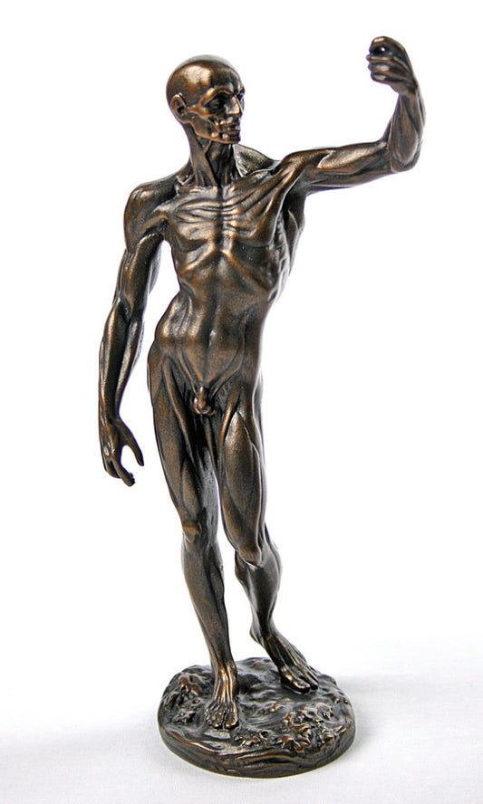 Anatomical Study of Flayed Male L'ecorche Collectible Figurine by Houdon
